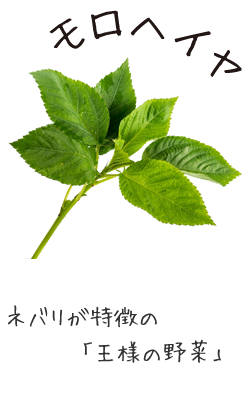 モロヘイヤ
