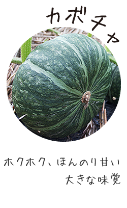 カボチャ