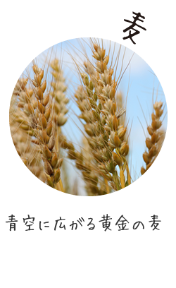 麦