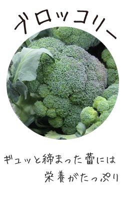 ブロッコリー