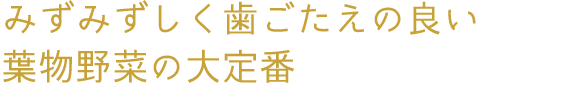 みずみずしく歯ごたえの良い葉物野菜の大定番