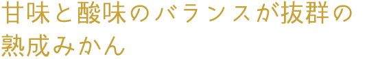 甘味と酸味のバランスが抜群の熟成みかん