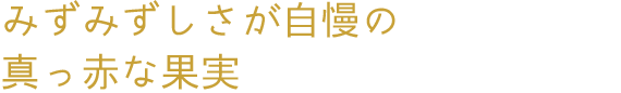 みずみずしさが自慢の真っ赤な果実