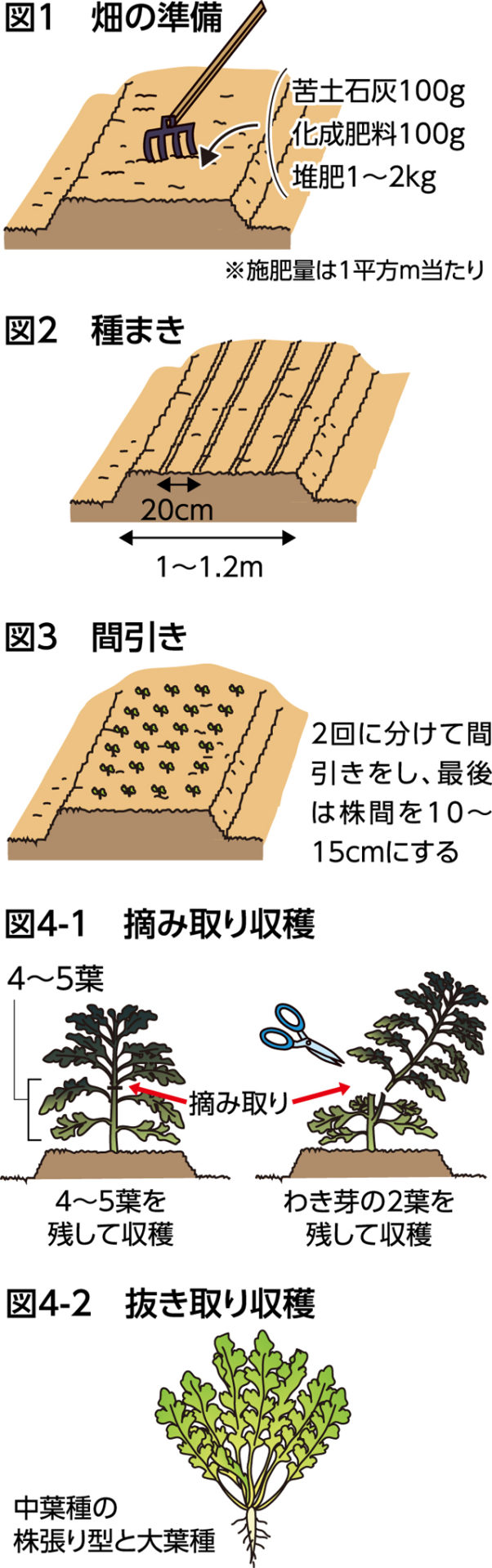 楽しく家庭菜園