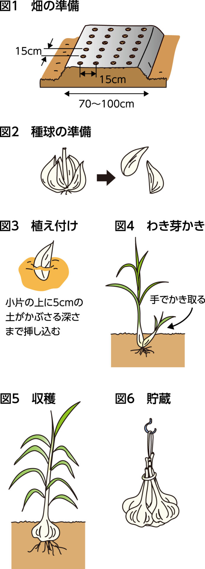 楽しく家庭菜園