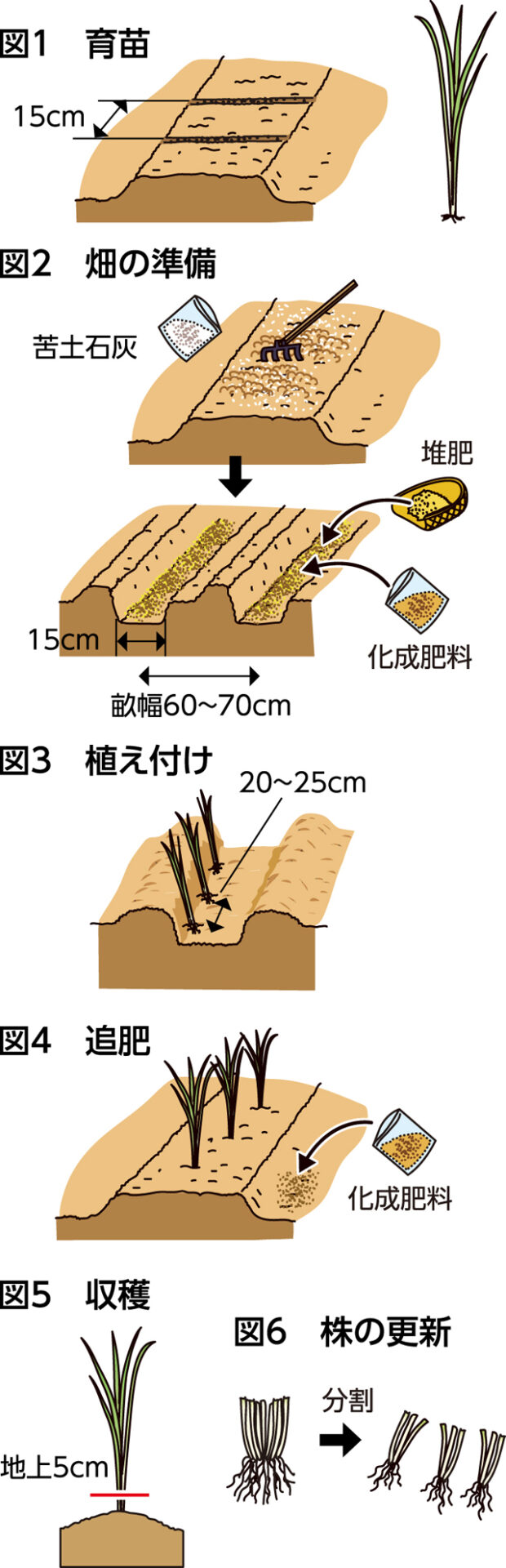 楽しく家庭菜園