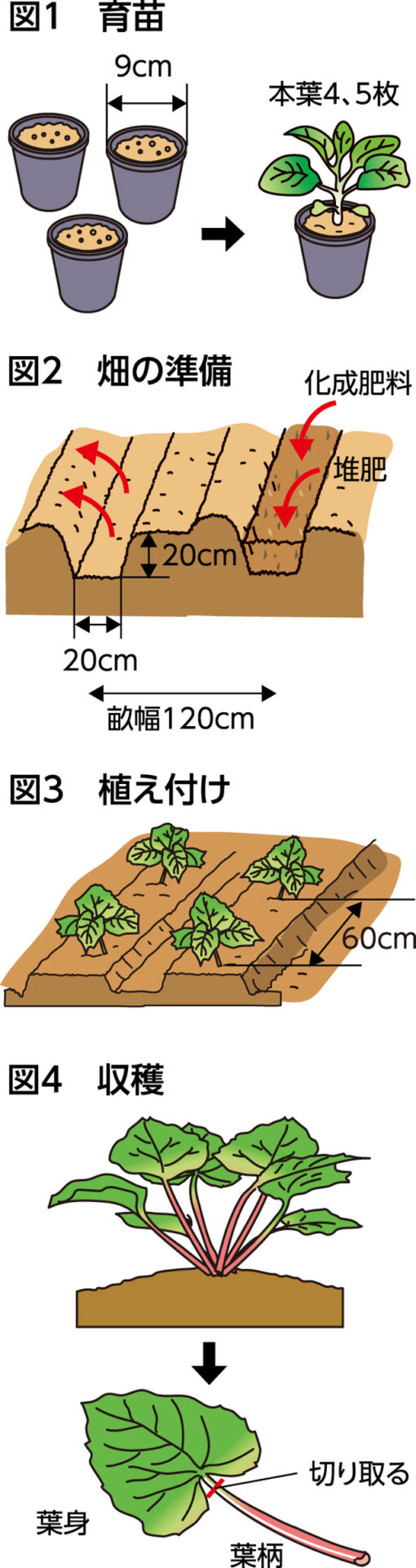 楽しく家庭菜園