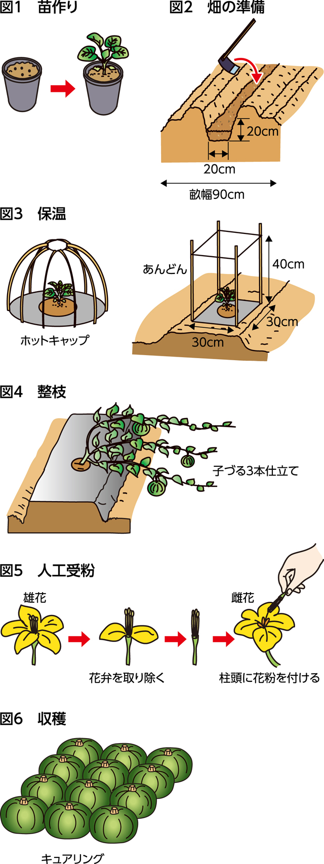 楽しく家庭菜園