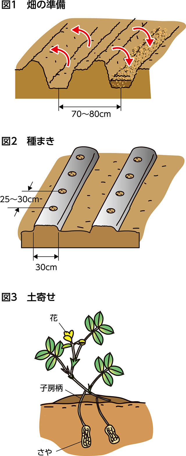 楽しく家庭菜園