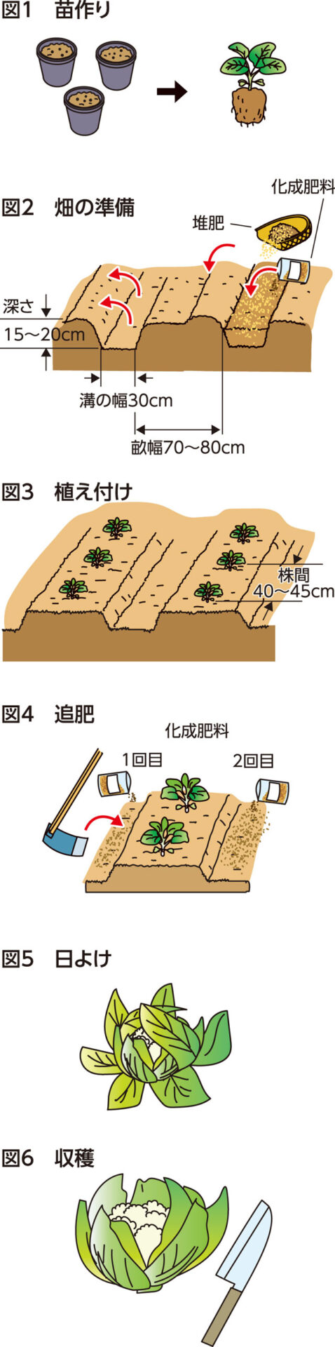 楽しく家庭菜園