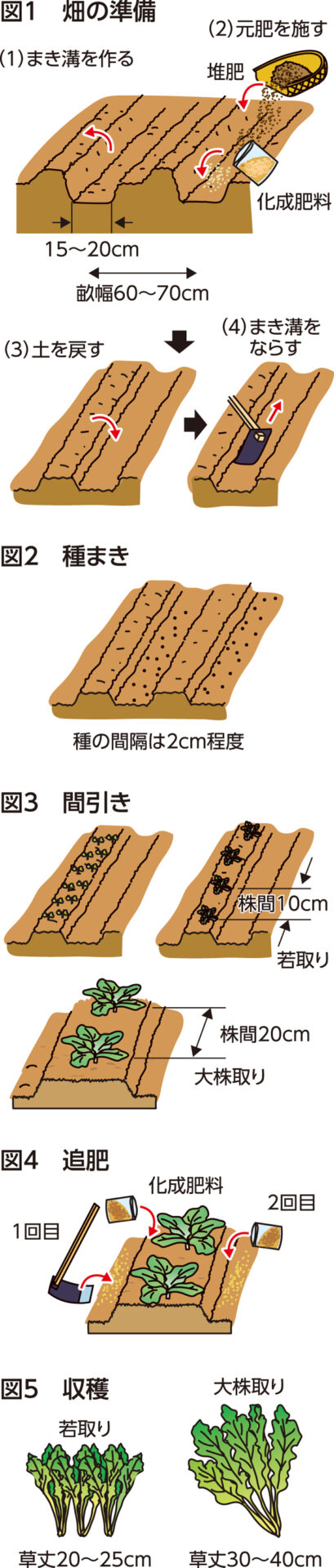 楽しく家庭菜園