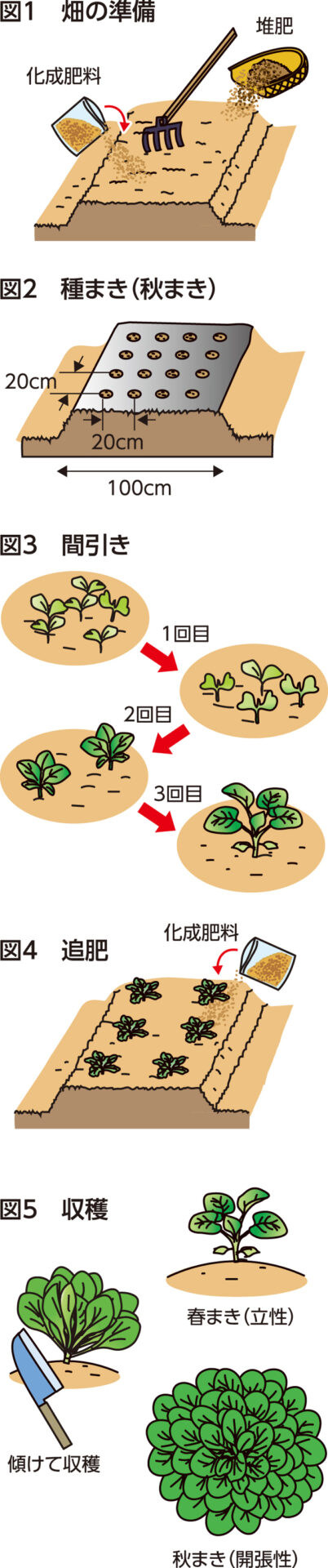 楽しく家庭菜園