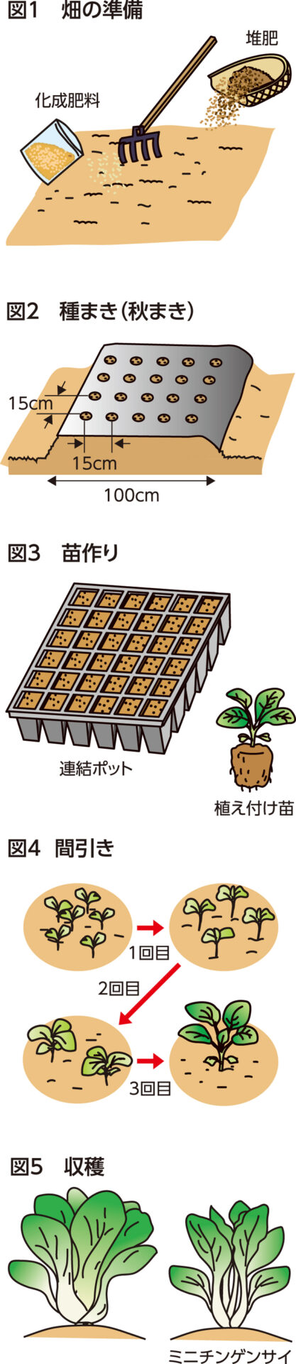 楽しく家庭菜園