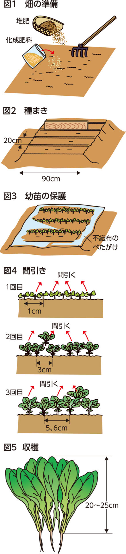 楽しく家庭菜園