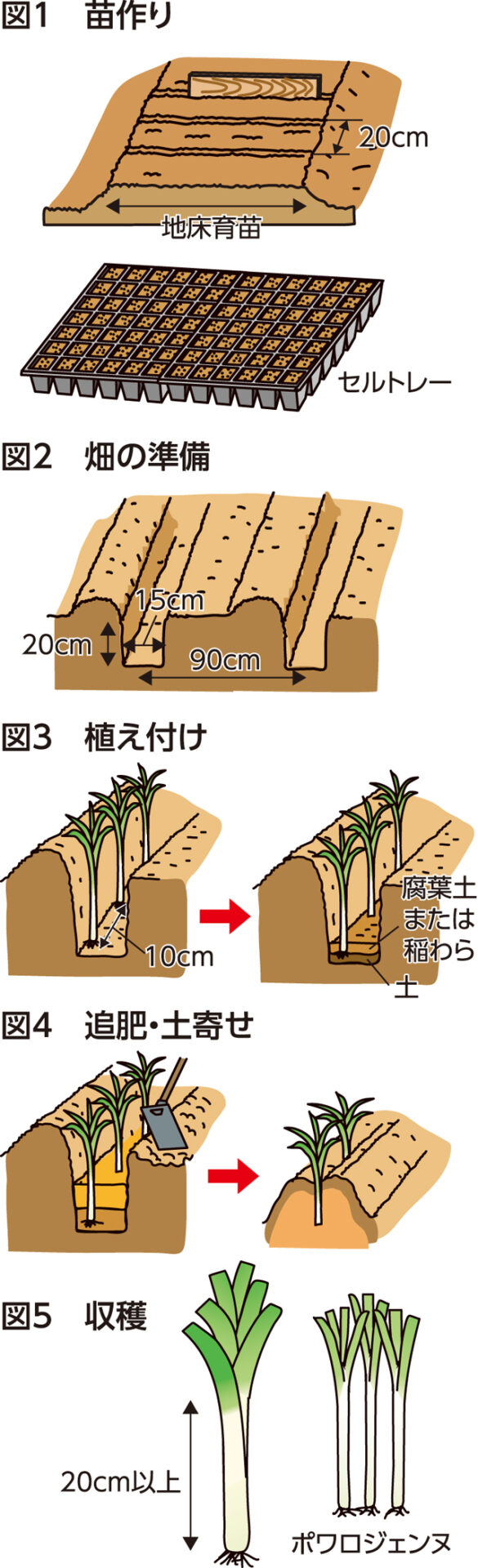 楽しく家庭菜園