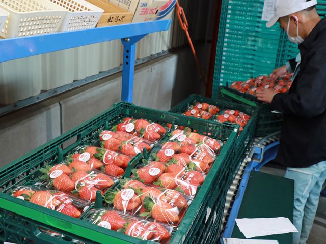 元日に出荷されたイチゴを検品する職員