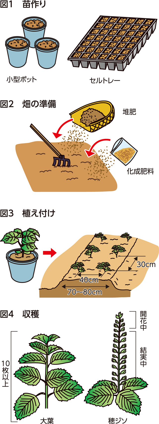 楽しく家庭菜園