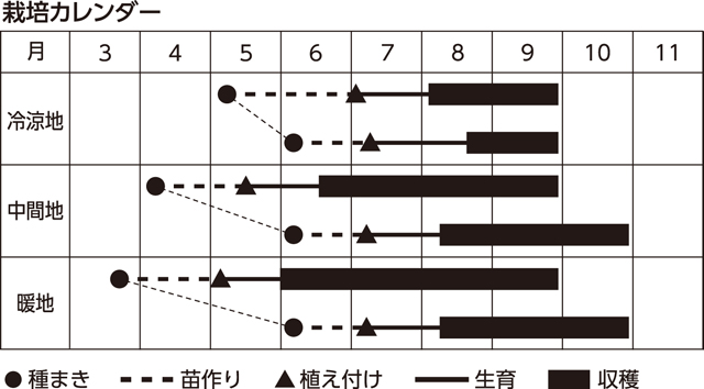 楽しく家庭菜園