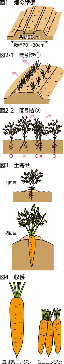 楽しく家庭菜園