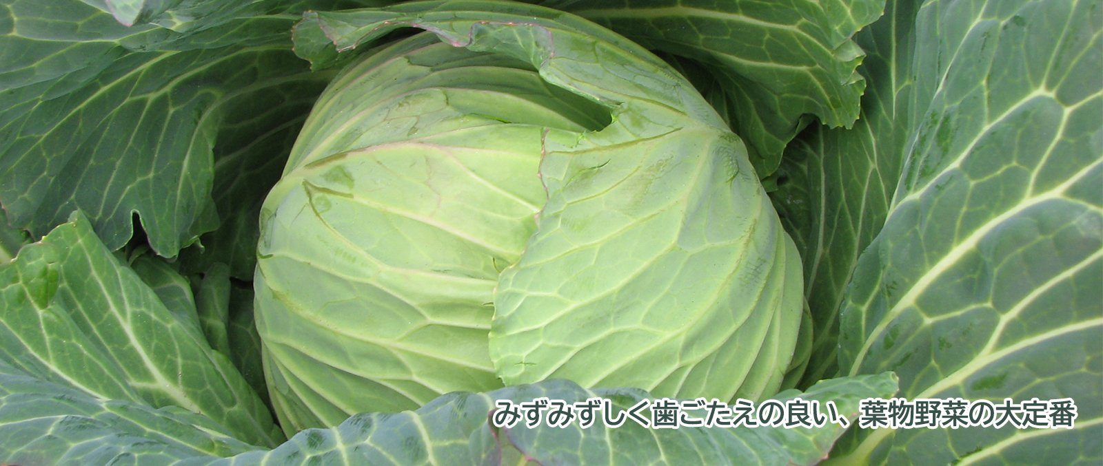 旬の農産物「ブロッコリー」