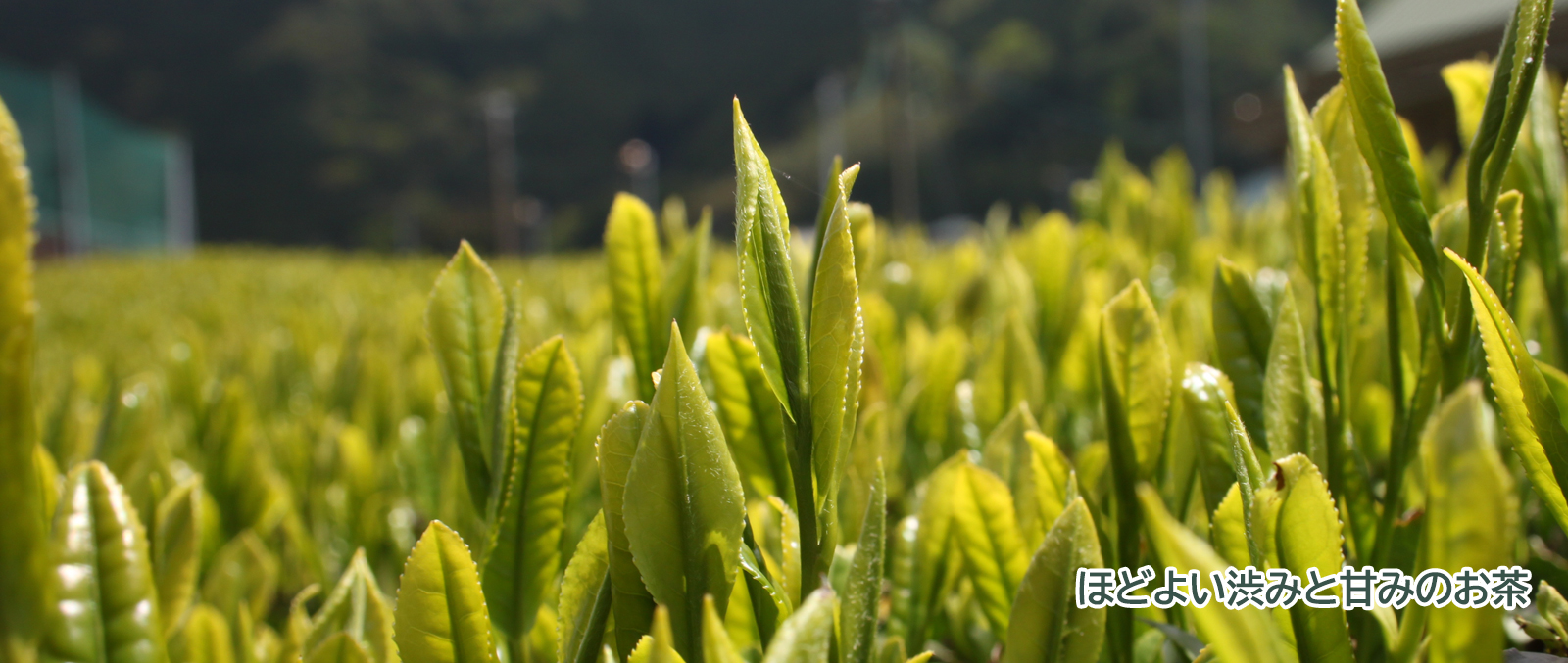 旬の農産物「茶」
