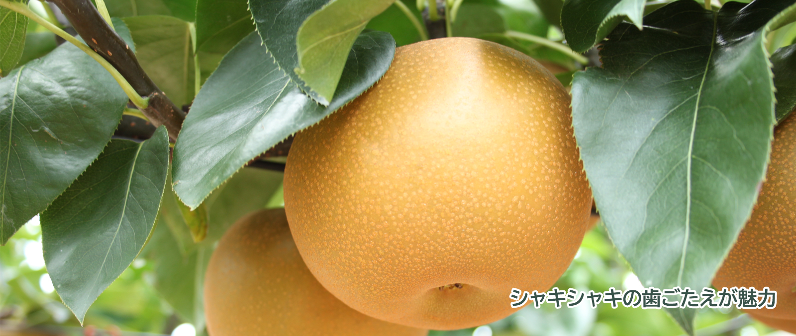 旬の農産物「梨」