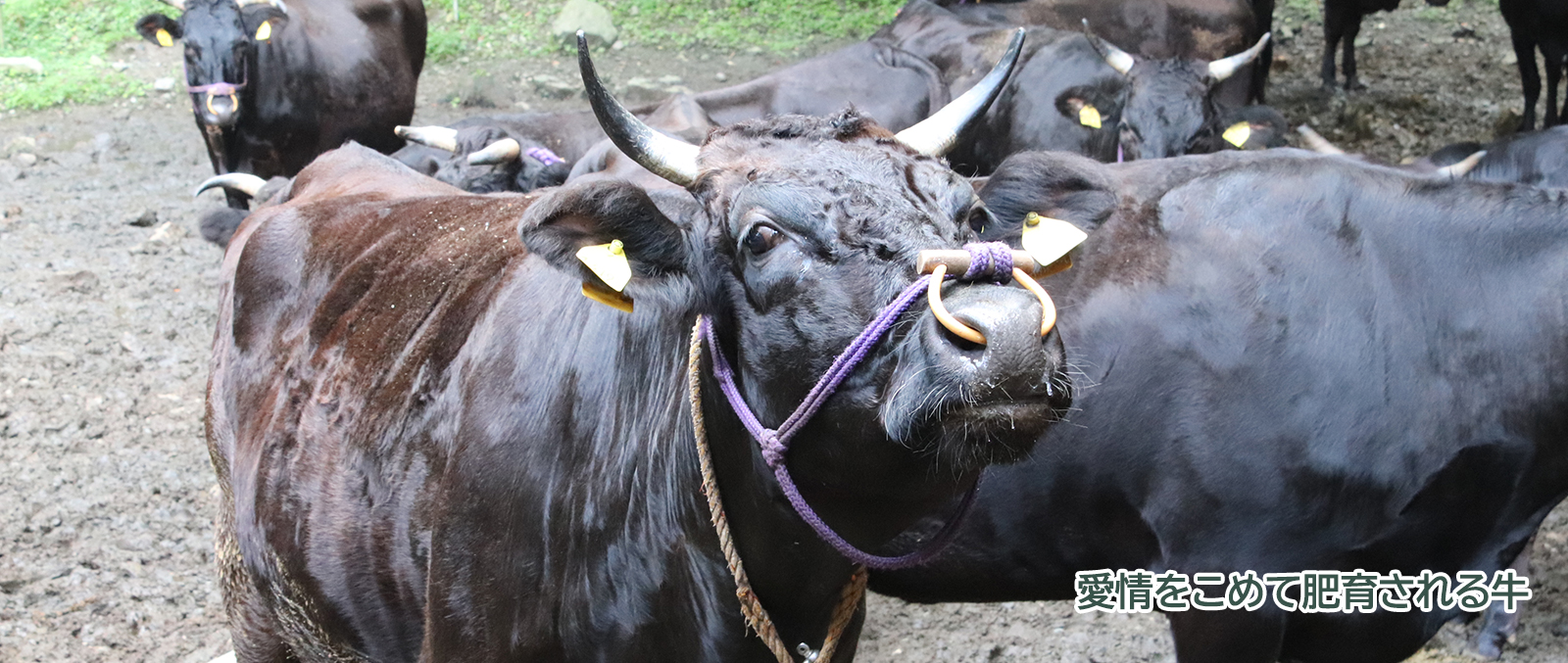 旬の農産物「牛」