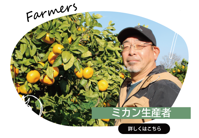 2026年1月　ミカン生産者