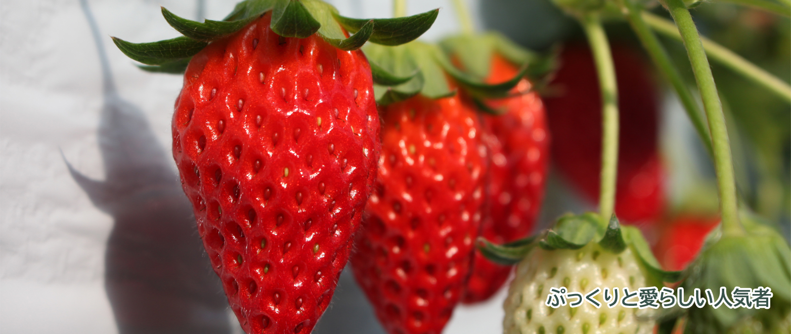 旬の農産物「いちご」