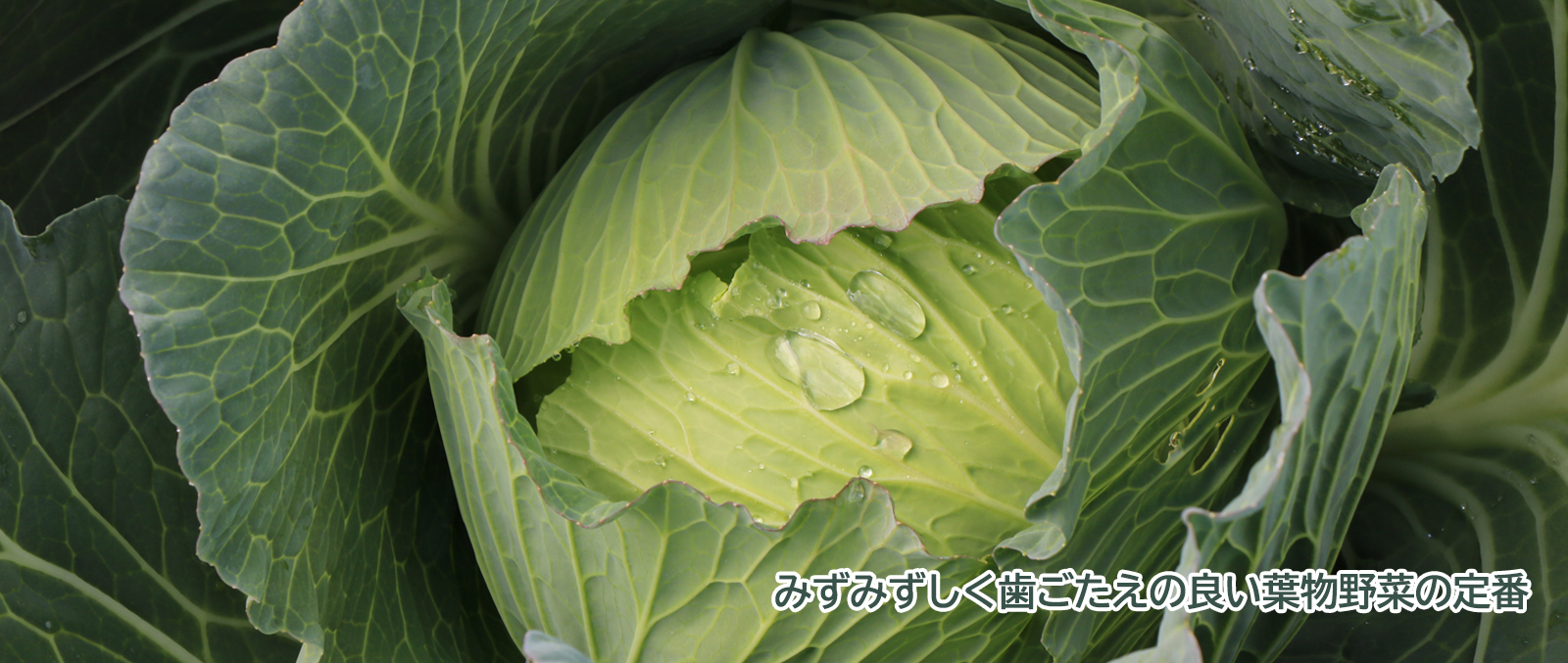 旬の農産物「キャベツ」