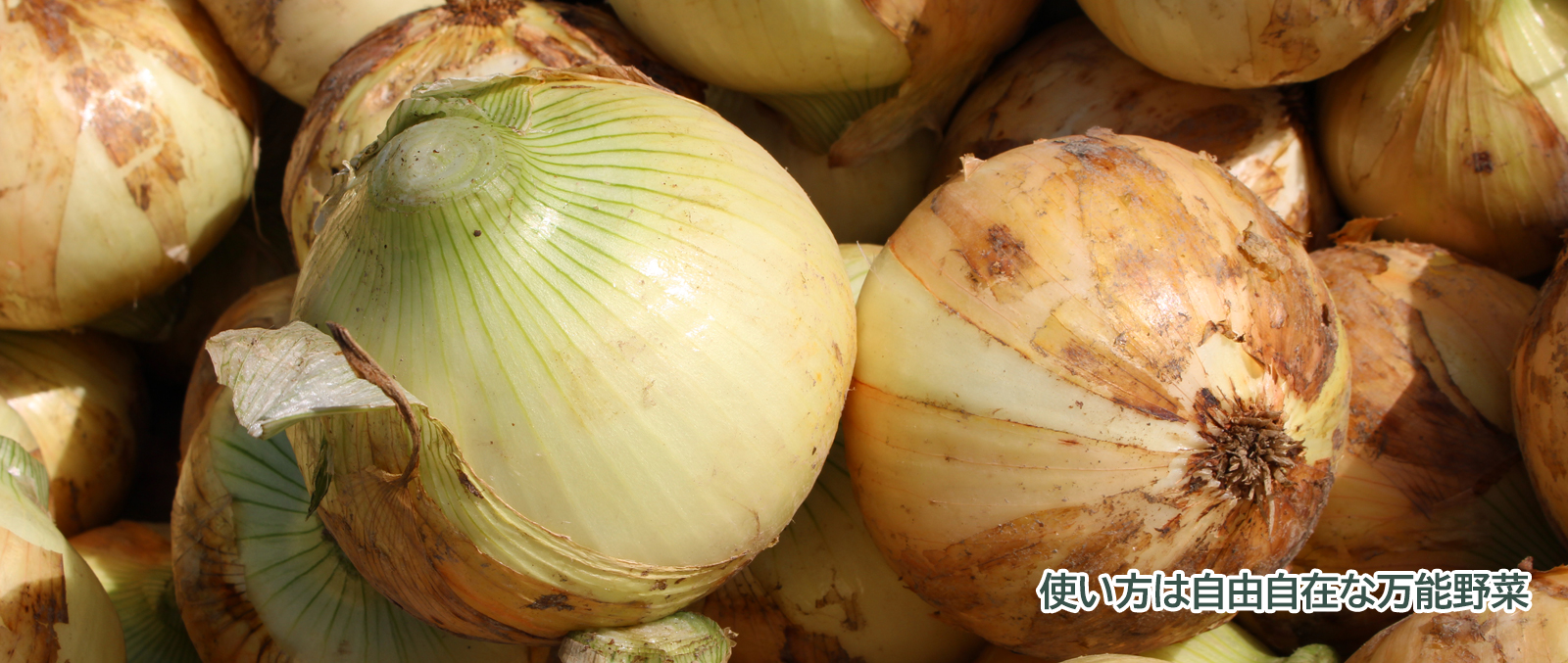 旬の農産物「タマネギ」