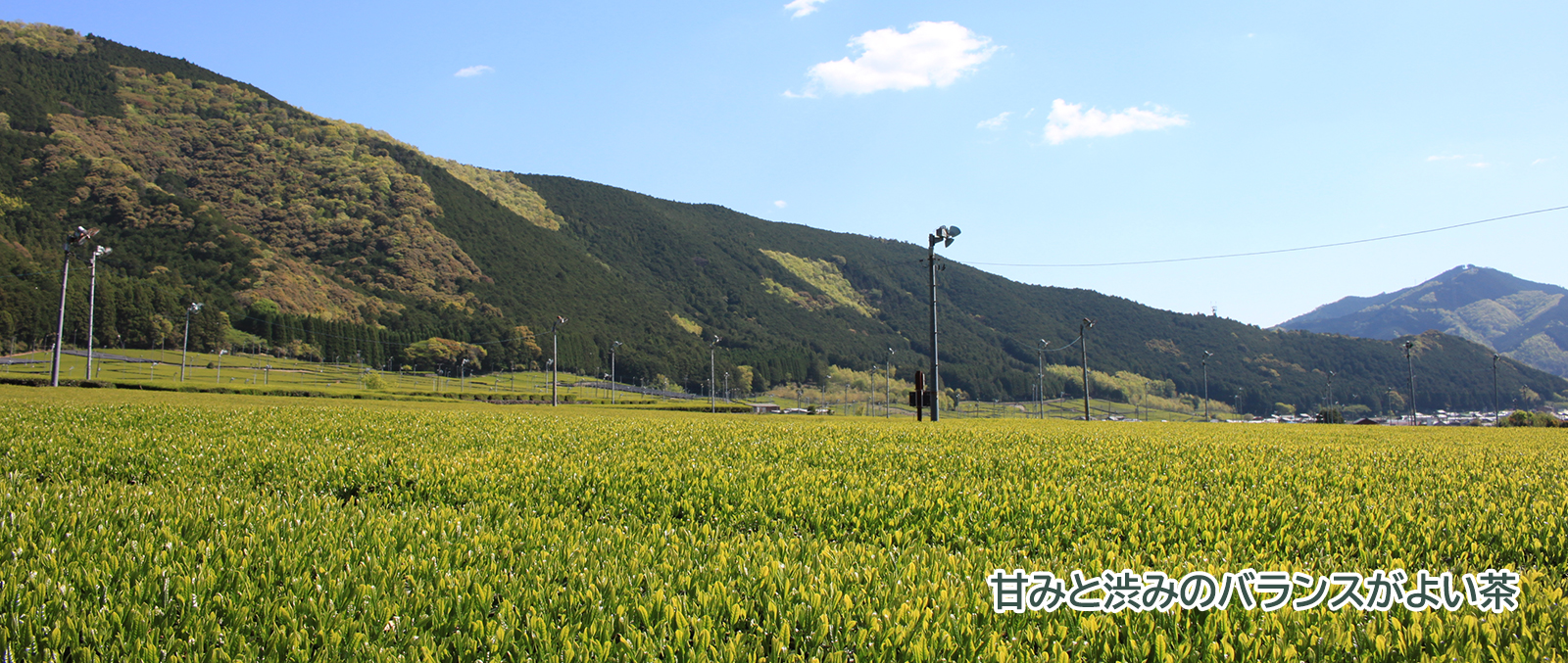 旬の農産物「茶」