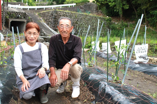 シシトウ生産者