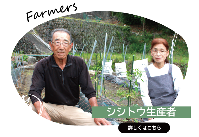 2026年7月　シシトウ生産者