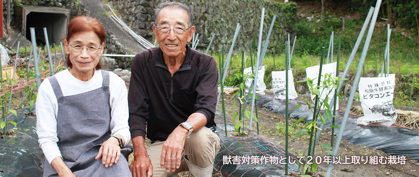シシトウ生産者