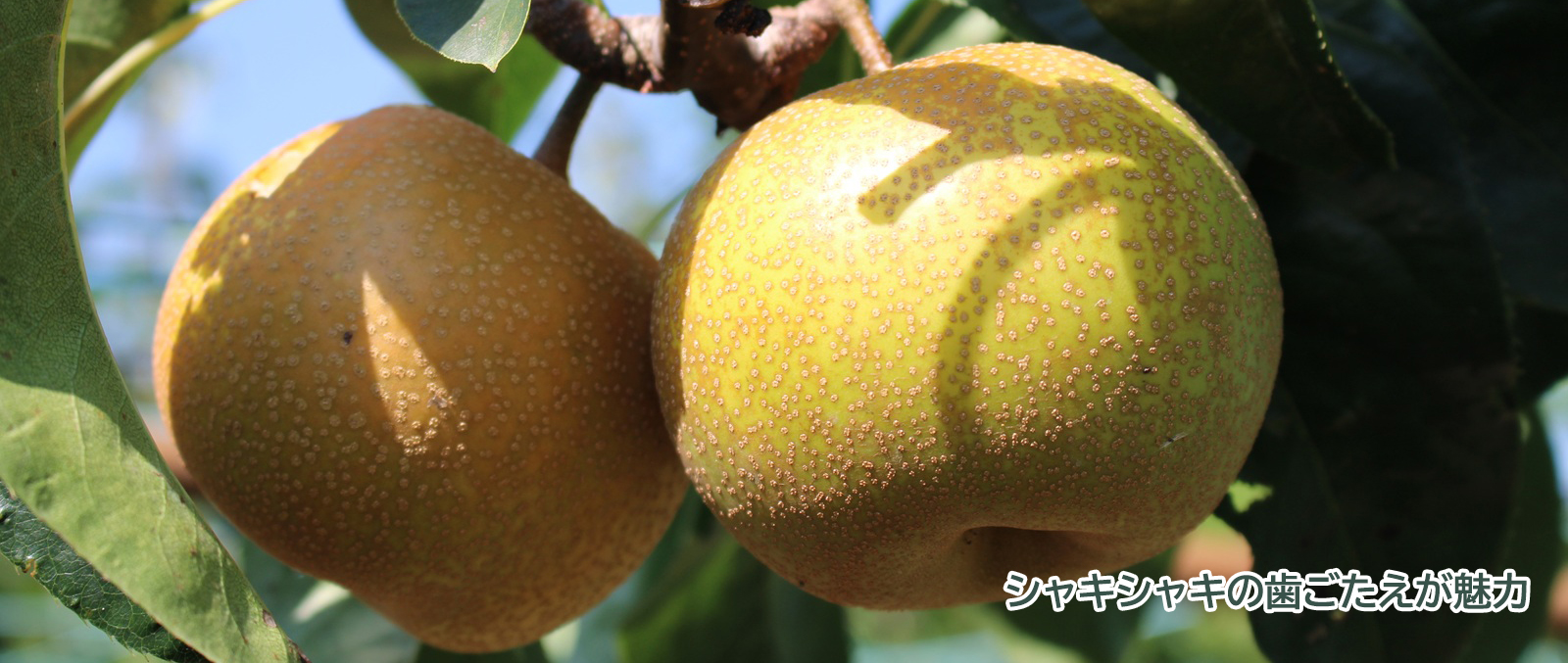 旬の農産物「梨」
