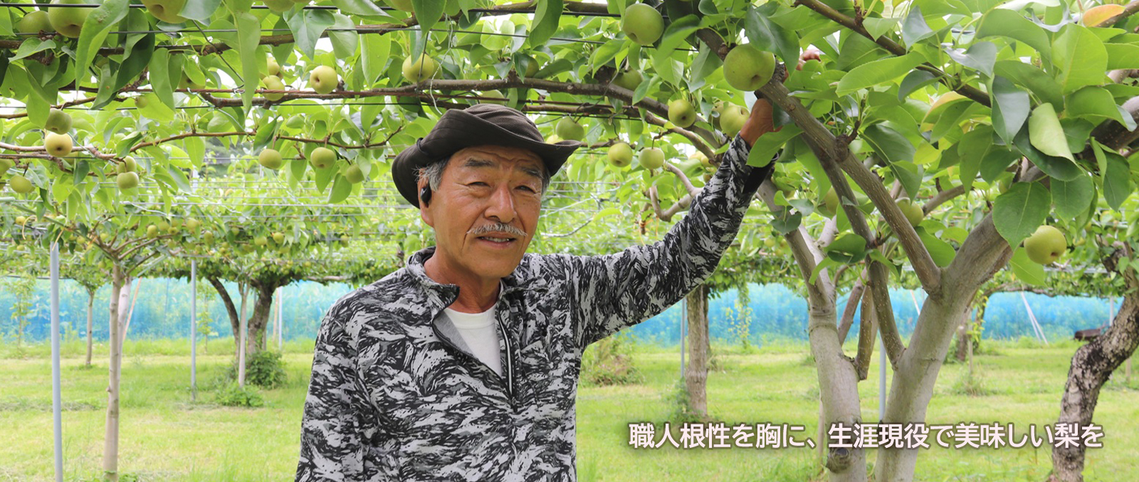 梨生産者