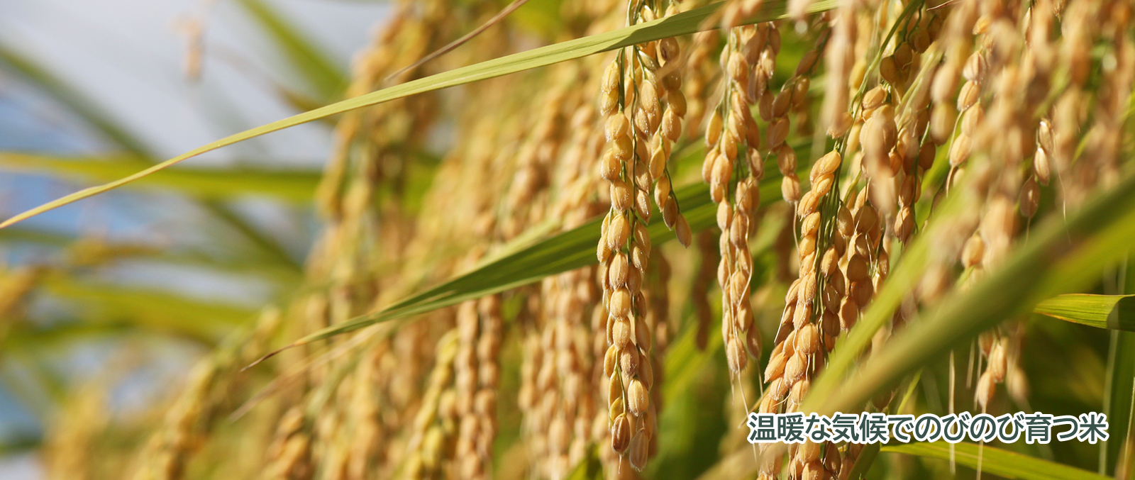 旬の農産物「米」