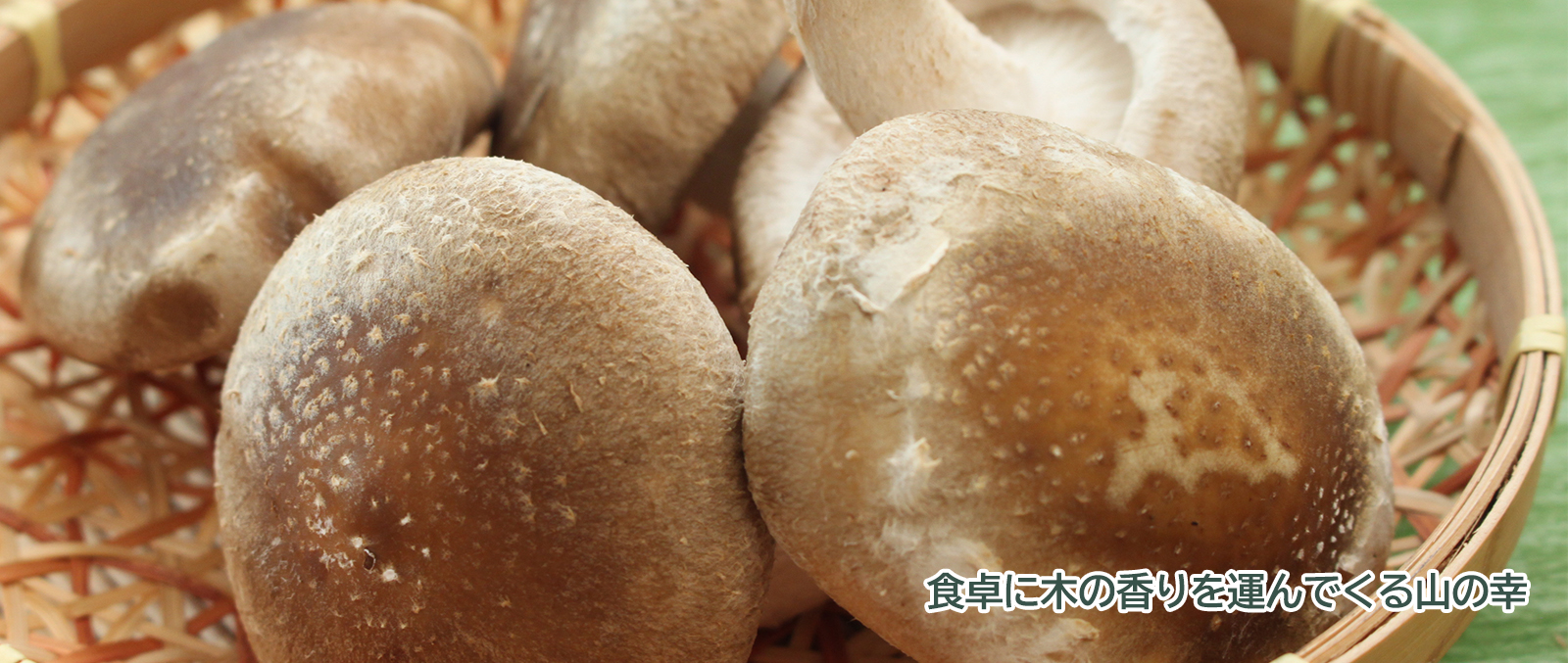旬の農産物「しいたけ」